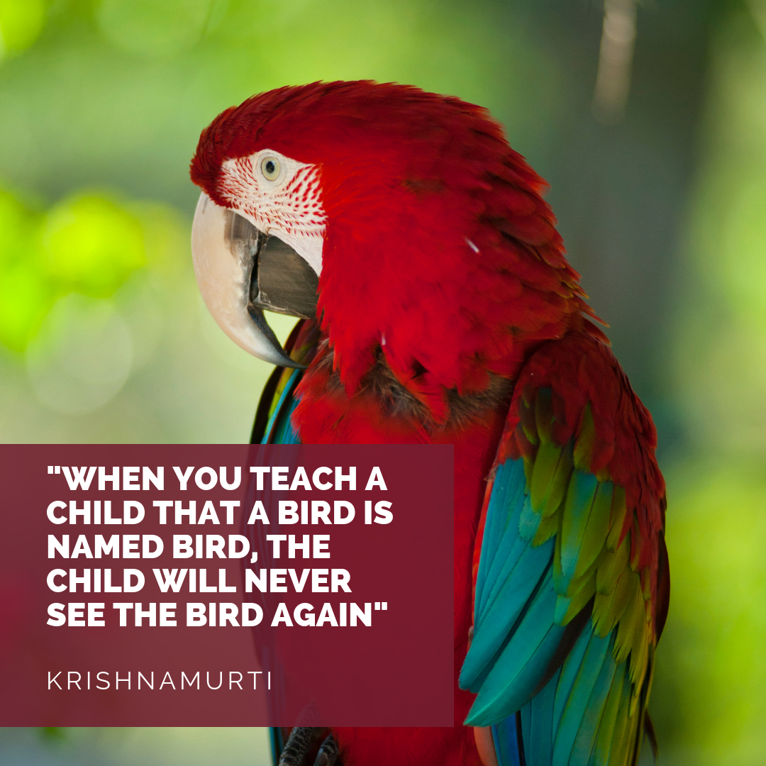 Red parrot with Quote by Krishnamurti