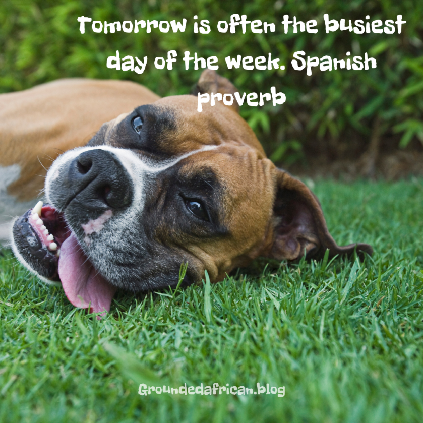 Boerbull lying on side with tongue hanging out. Quote is a Spanish proverb