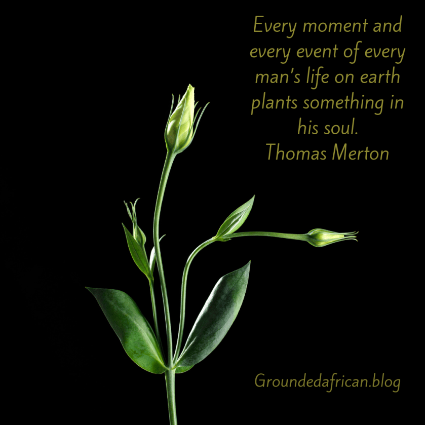 Rose plant in bud. Quote by Thomas Merton