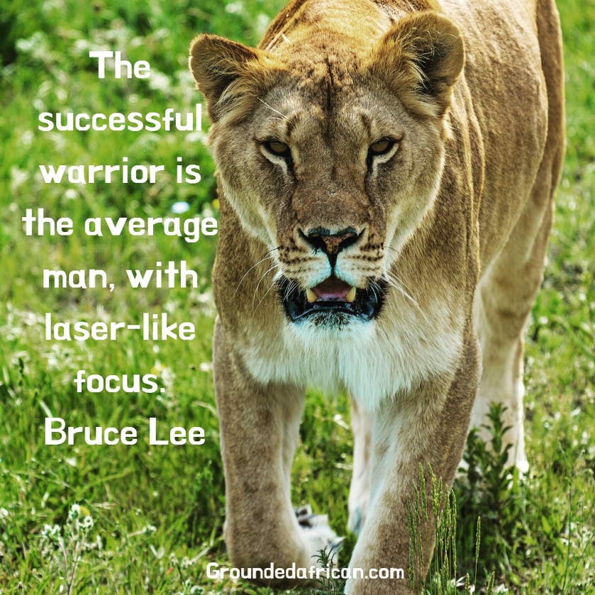 Female lion prowling in green grass. Quote by Bruce Lee re: laser-focus
