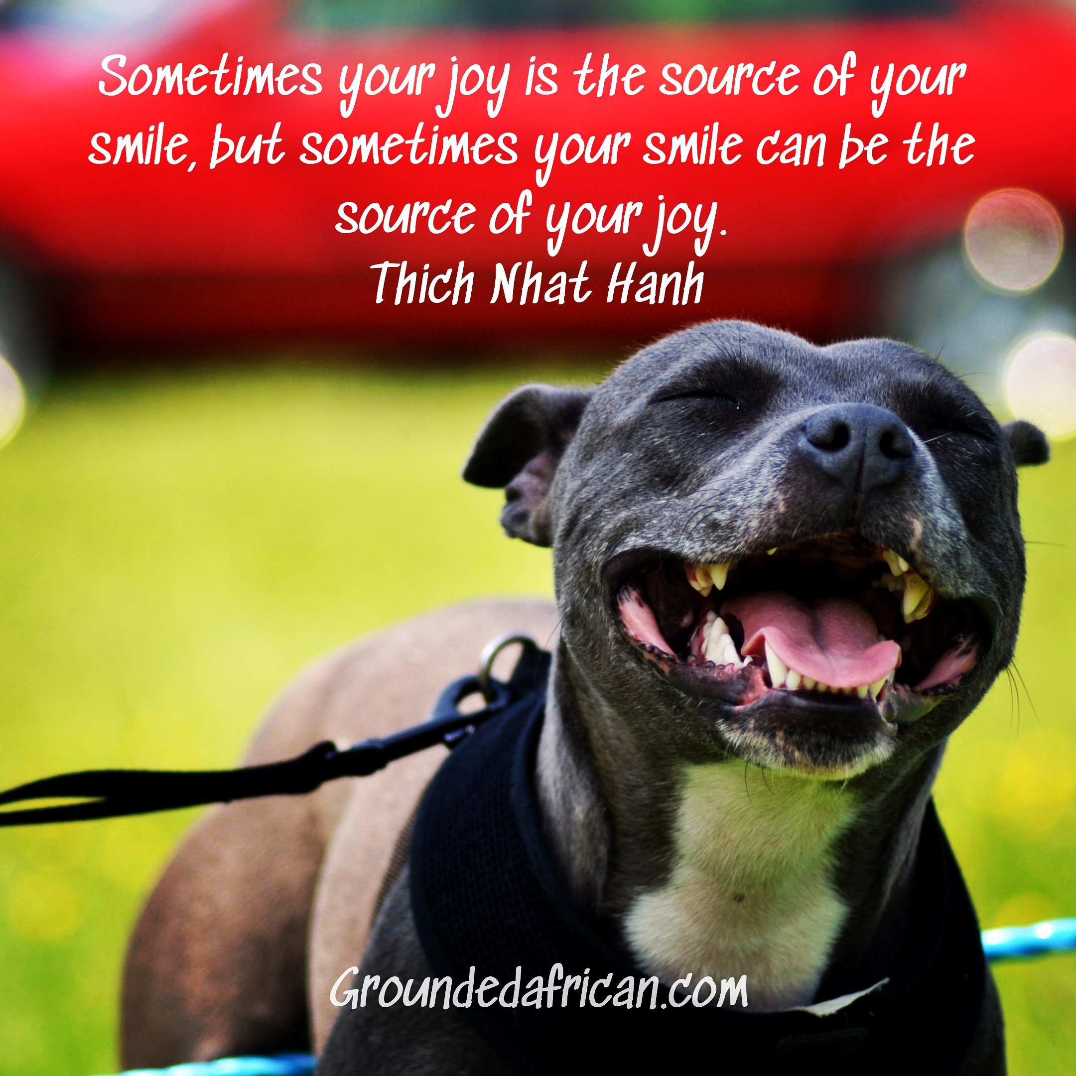 Dog smiling. Quote by Thich Naht Hanh 