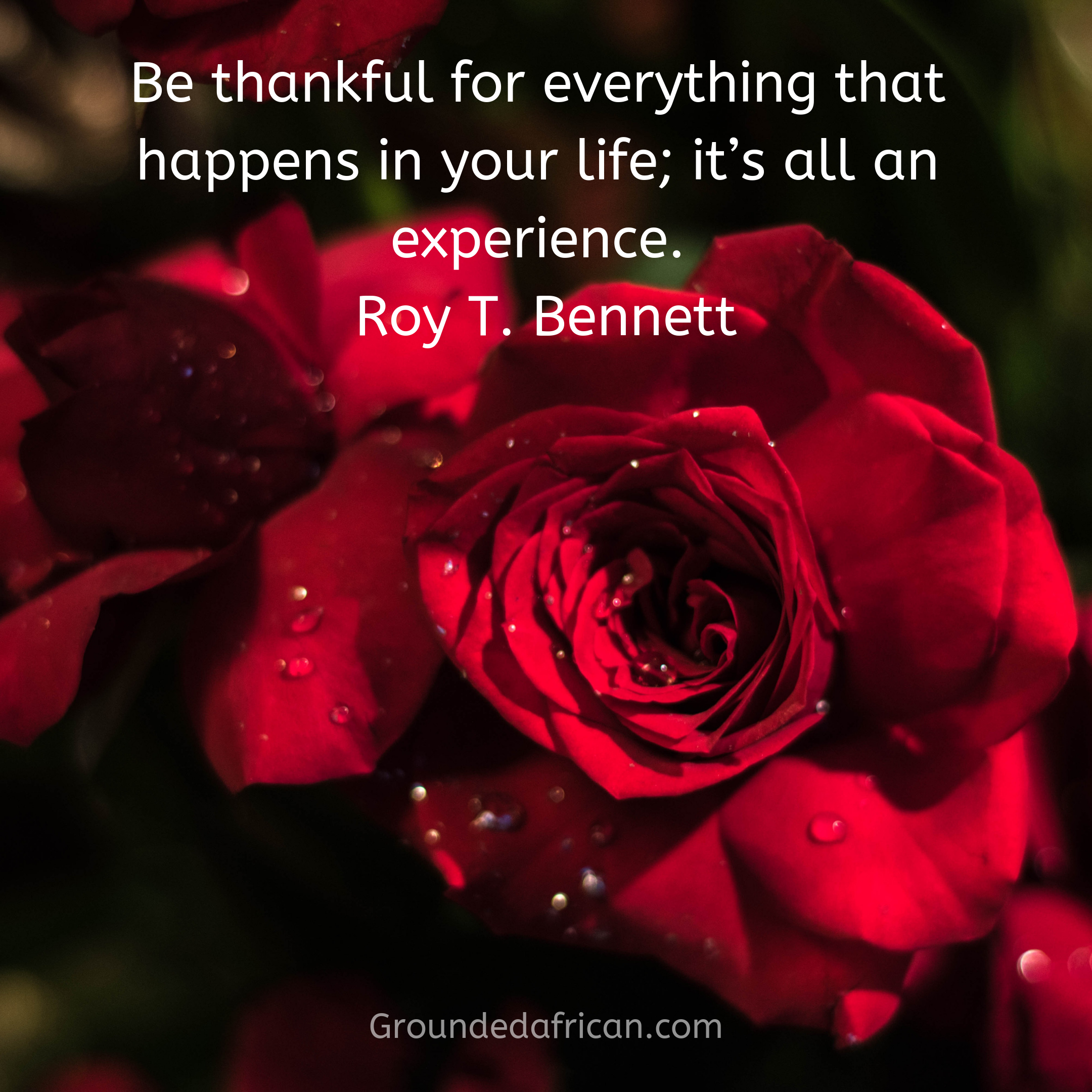 Dark Red rose. Quote by Roy T. Bennett re: gratitude 