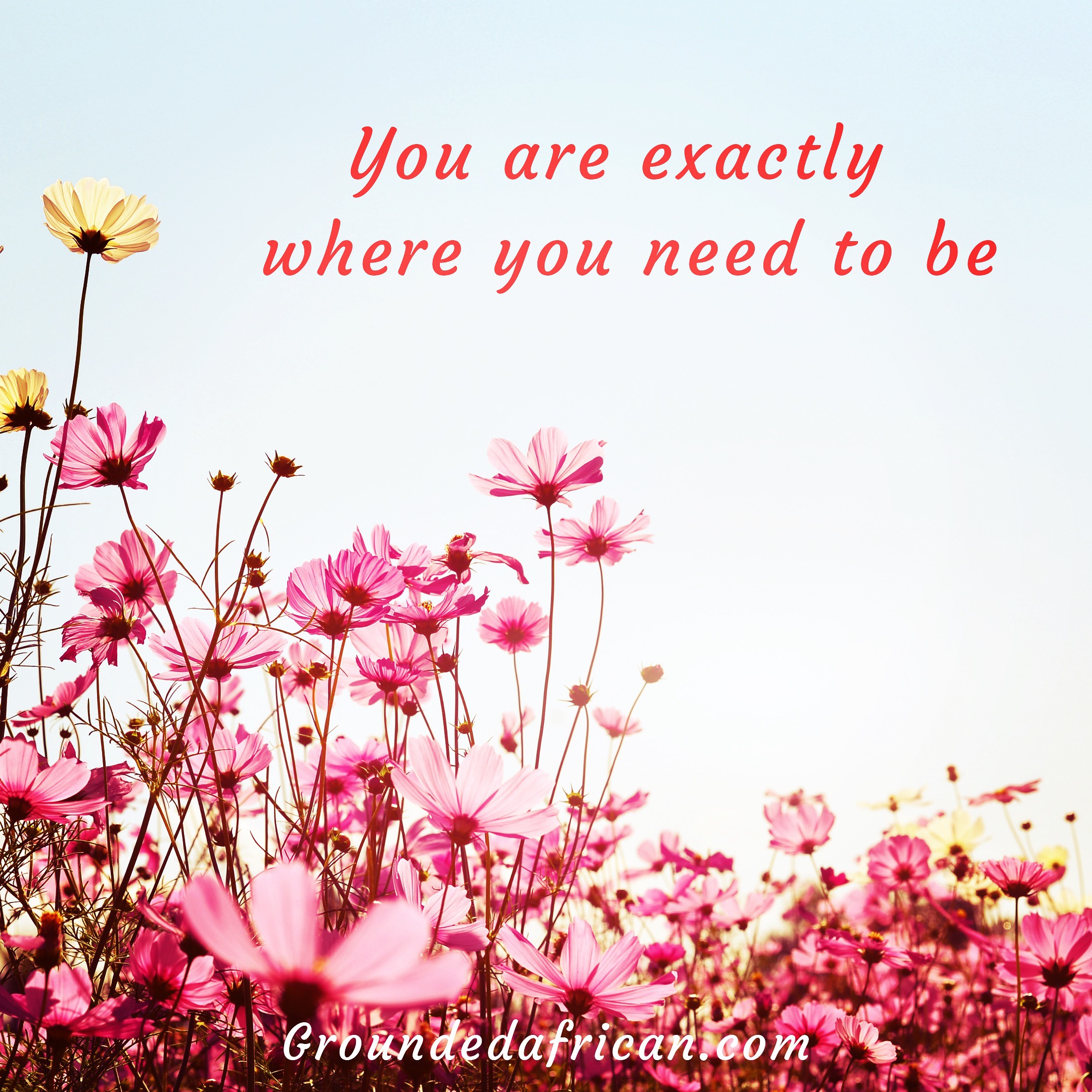 Pink and yellow flowers