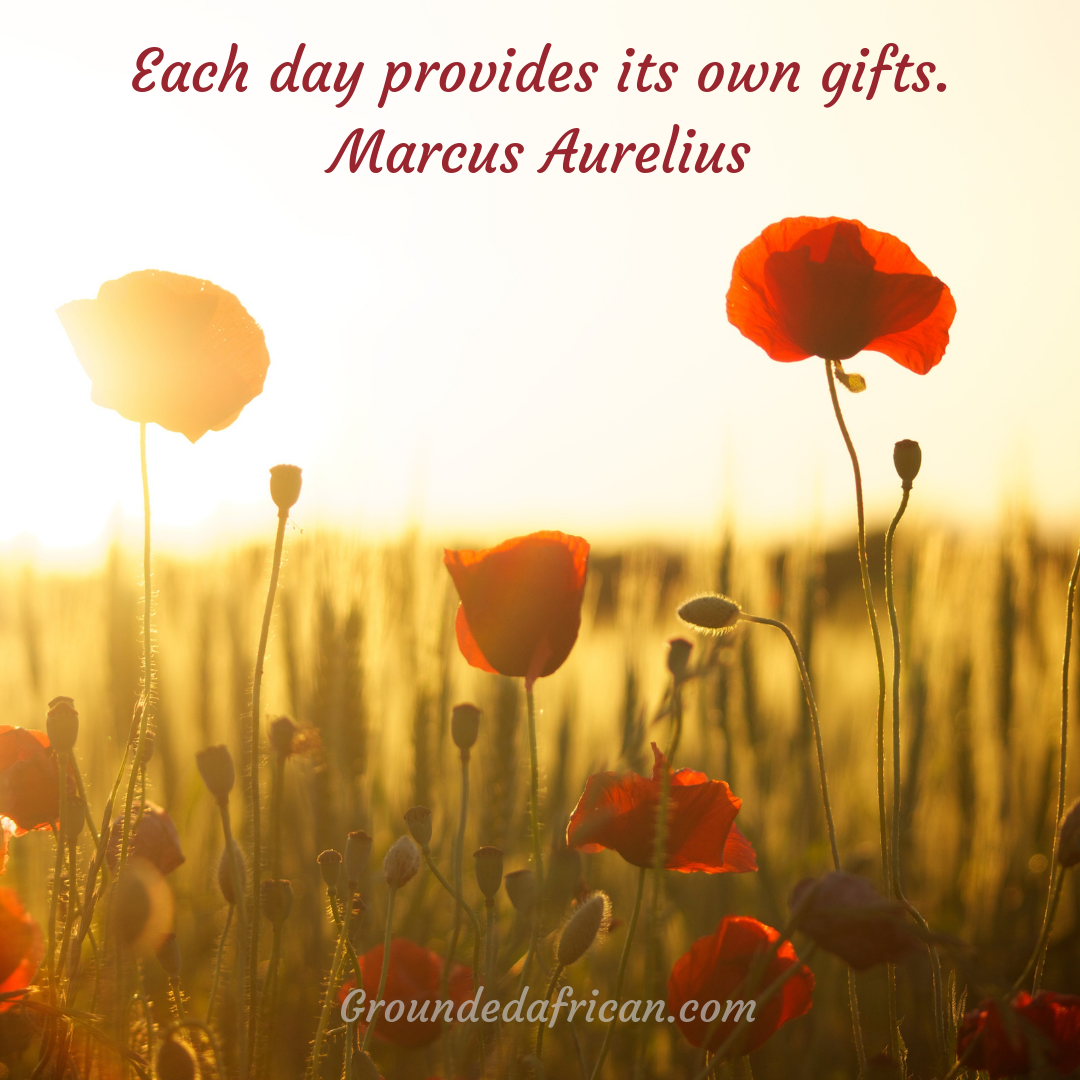 Poppies in a field at sunrise
