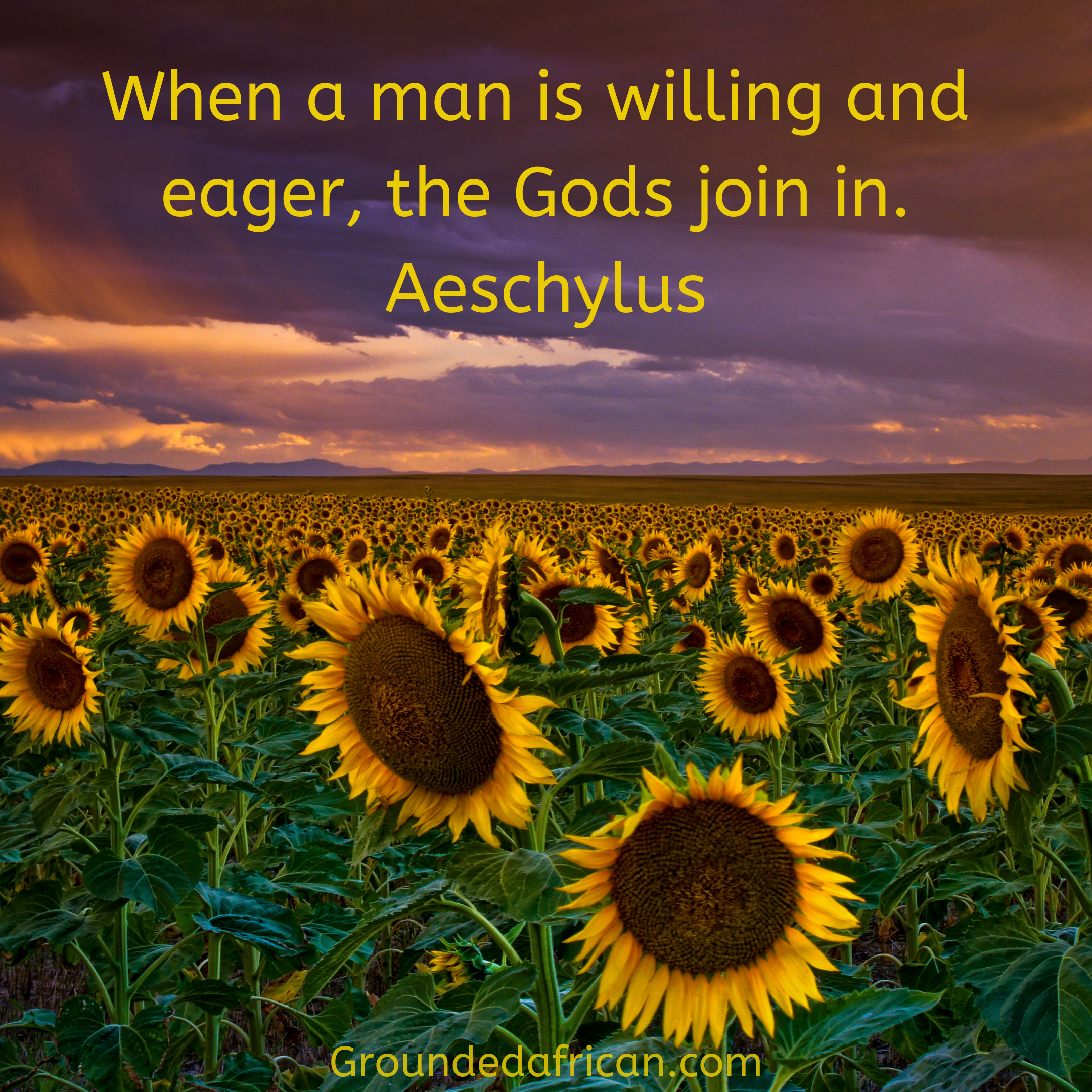 Field of sunflowers under an overcast purple sky
