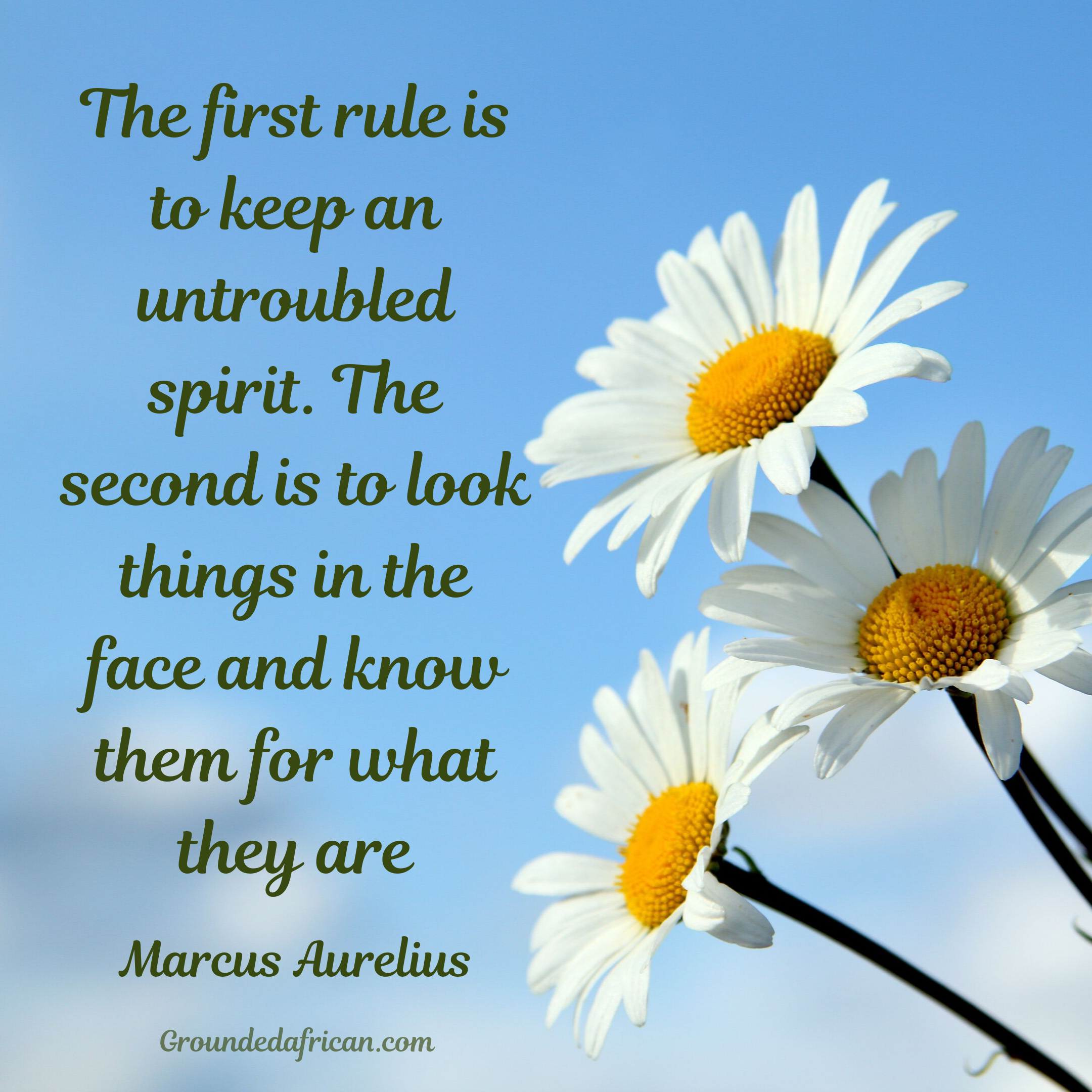 3 white daisies against a blue sky