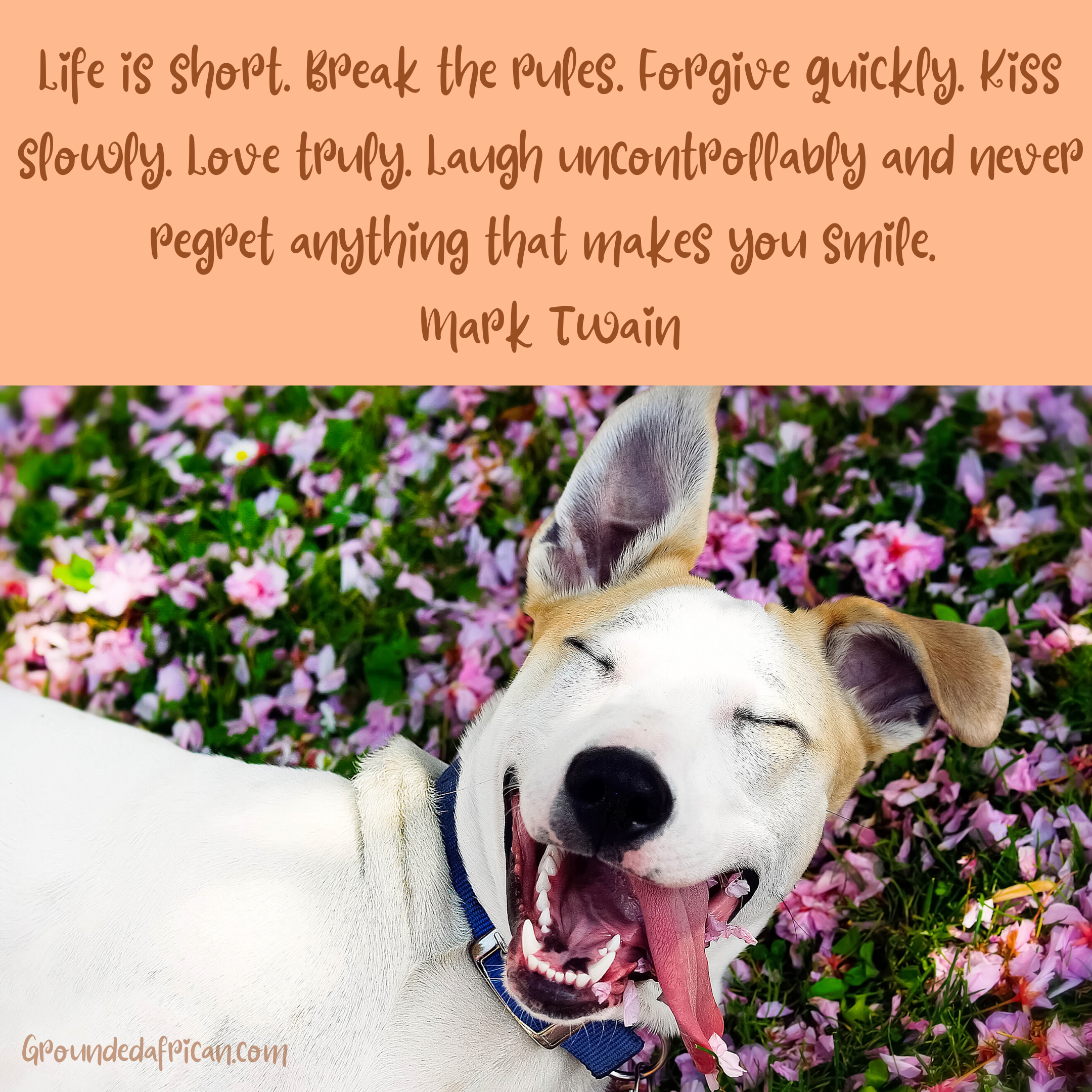 Smiling dog lying in flowers