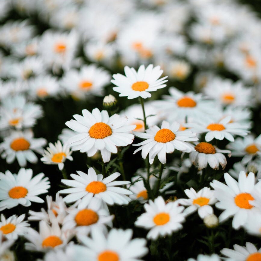Daisies